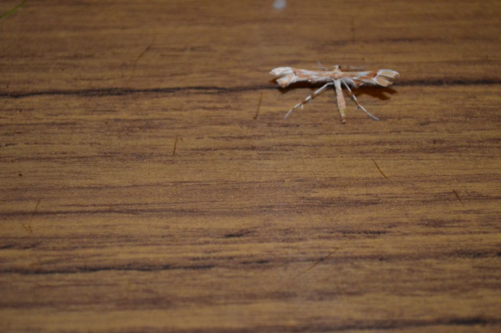 ID piccolo lepidottero:  Cnaemidophorus rhododactyla - Pterophoridae